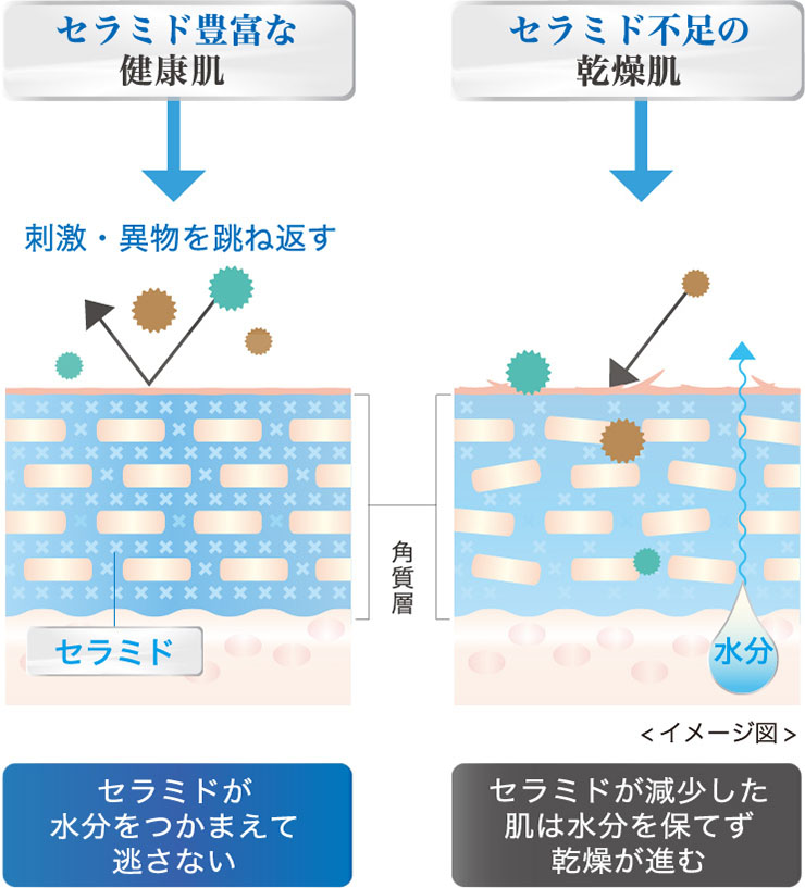 ５種類のヒト型セラミド セラミド1, 2, 3, 5, 6Ⅱ