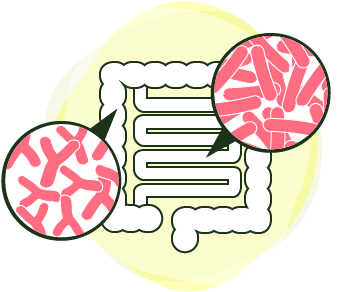 腸内環境は腸内細菌で決まる