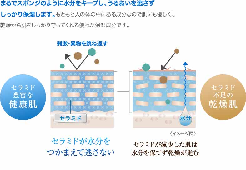 5種類のヒト型セラミド